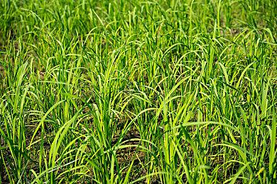 美少女游戏《蓝色反射：燦》预告PV 封测年底展开